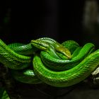 Green Ratsnake