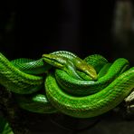 Green Ratsnake