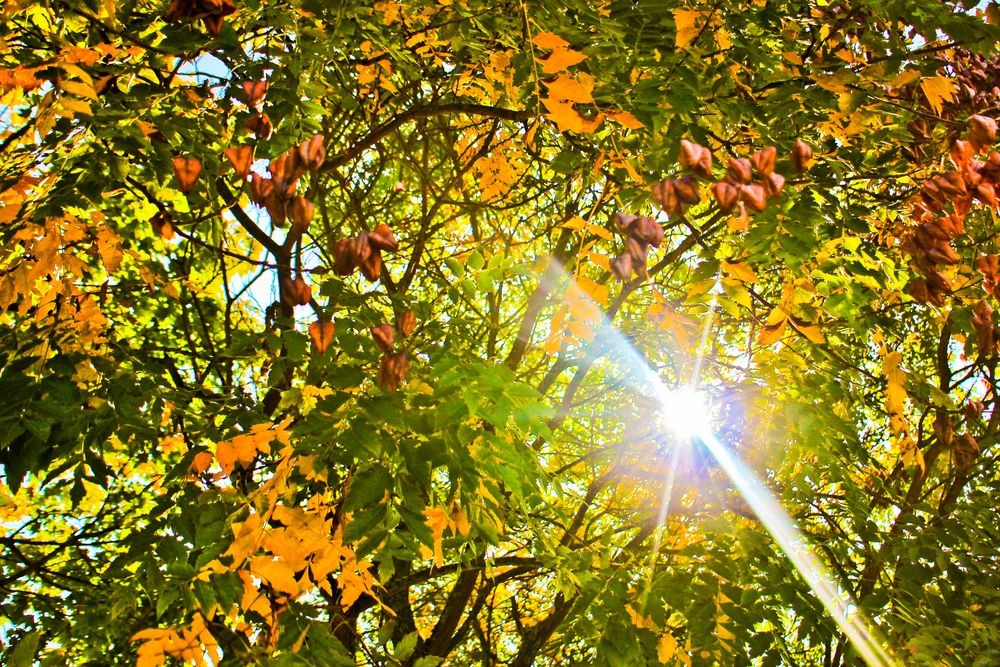 green, red and yellow dancing with the sunlight