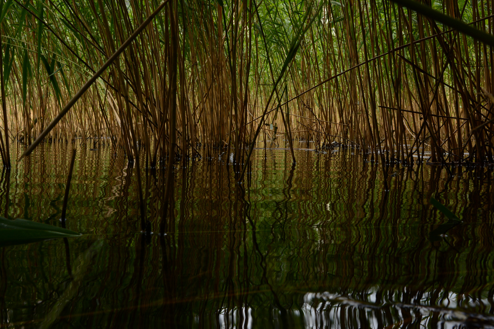 green reflection