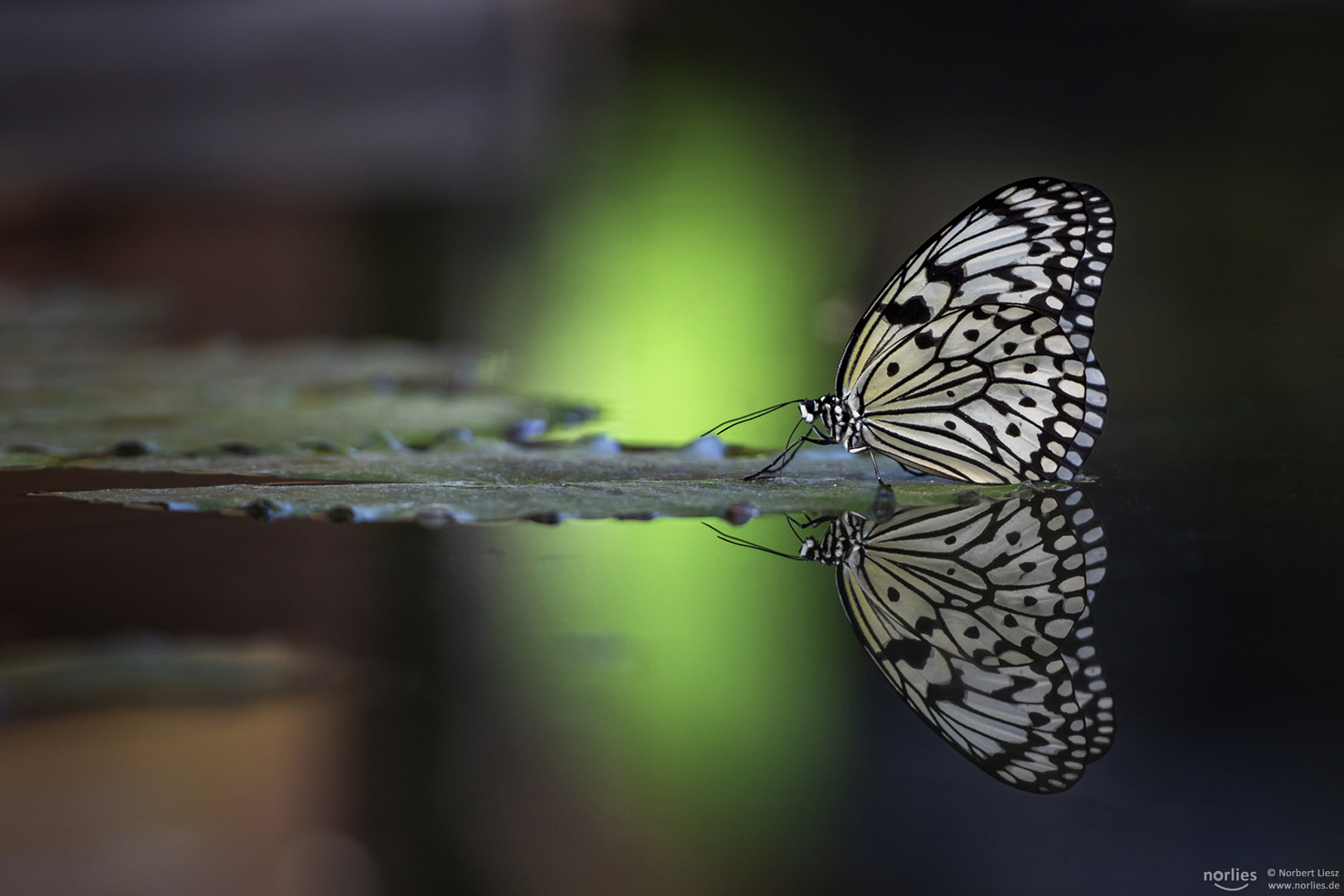 green reflection