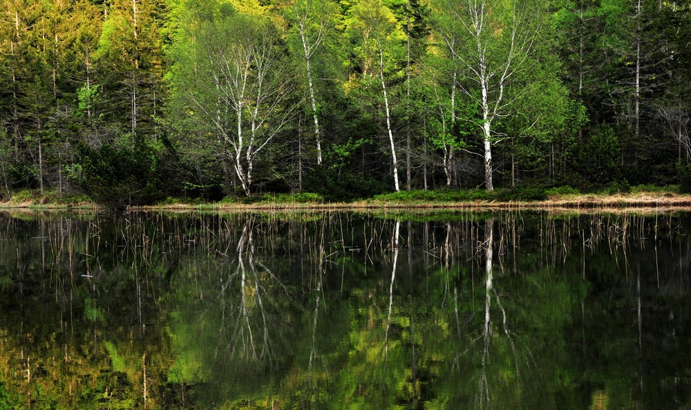 Green Reflections