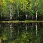 Green Reflections