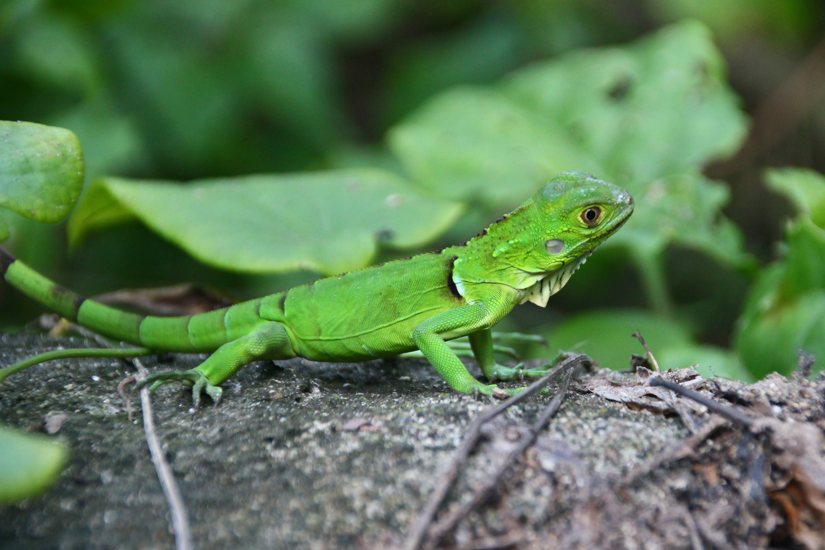 Green Reptile