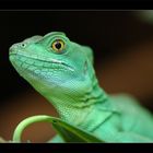 .: GreeN Reptile :.