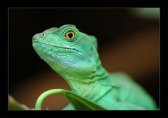 .: GreeN Reptile :.