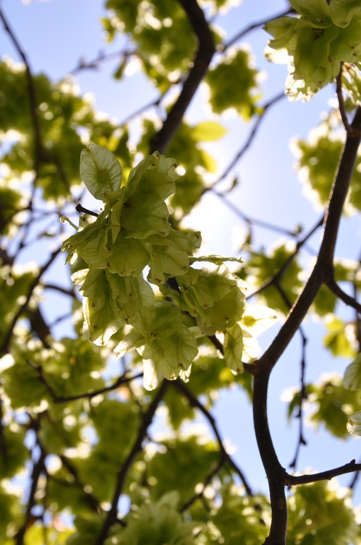 green romantic