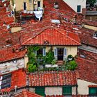 "green roof ", lucca, italy