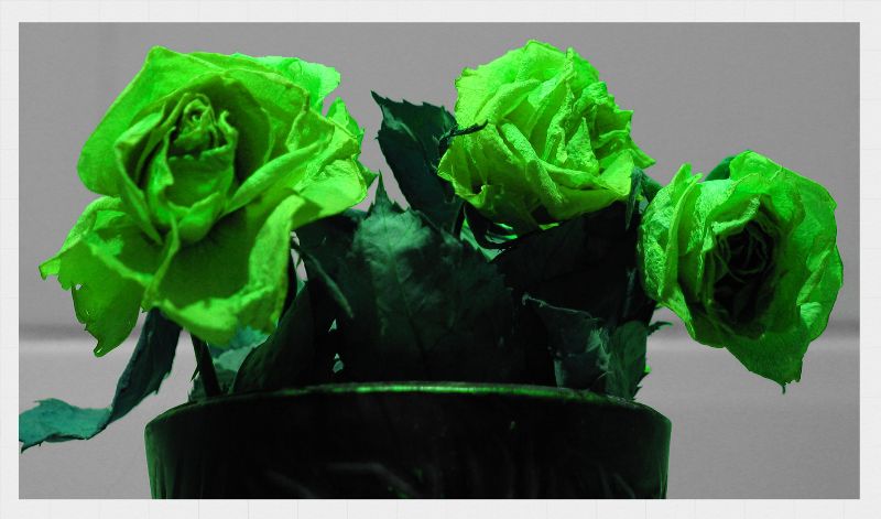 Green rose