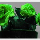 Green rose