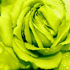 GREEN ROSE