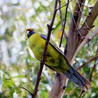 Green Rosella 