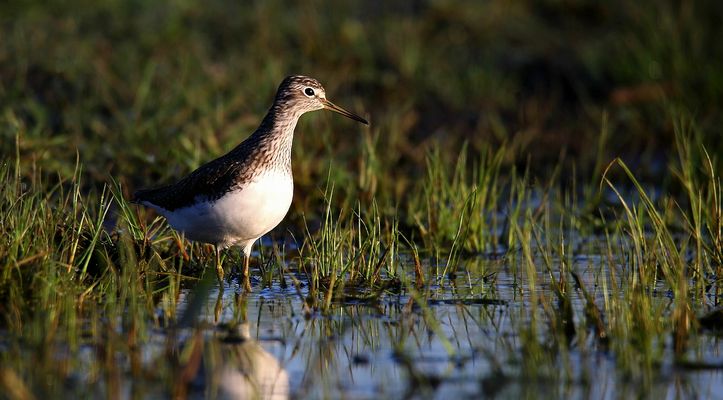Green Sandpiper