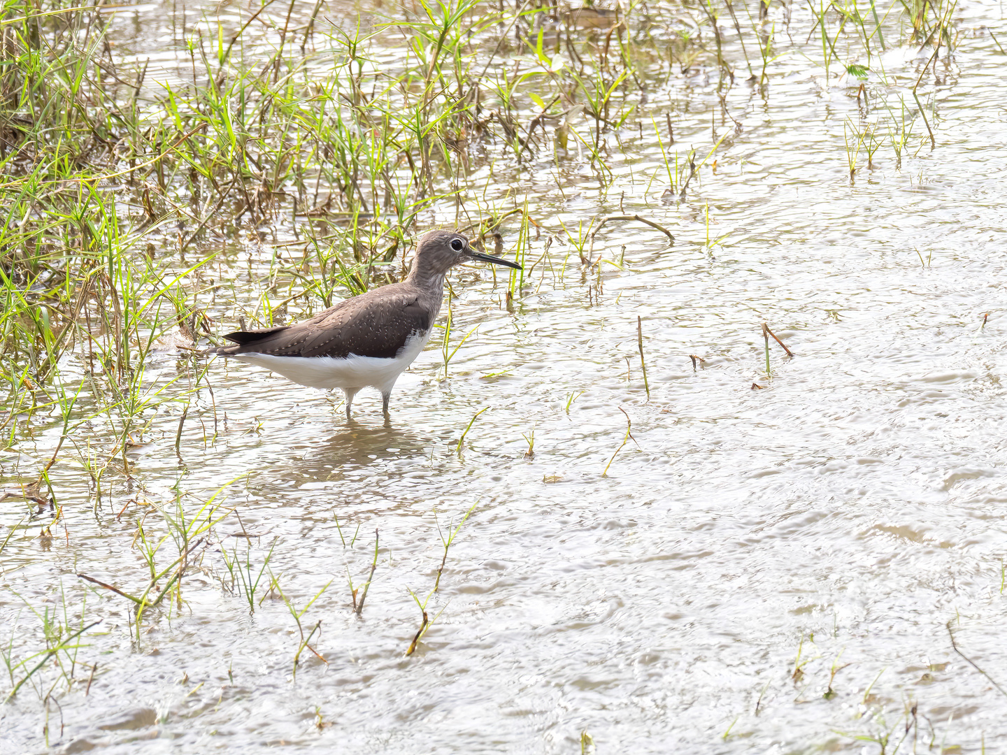 Green Sandpiper