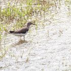 Green Sandpiper