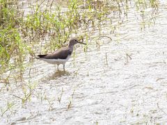 Green Sandpiper