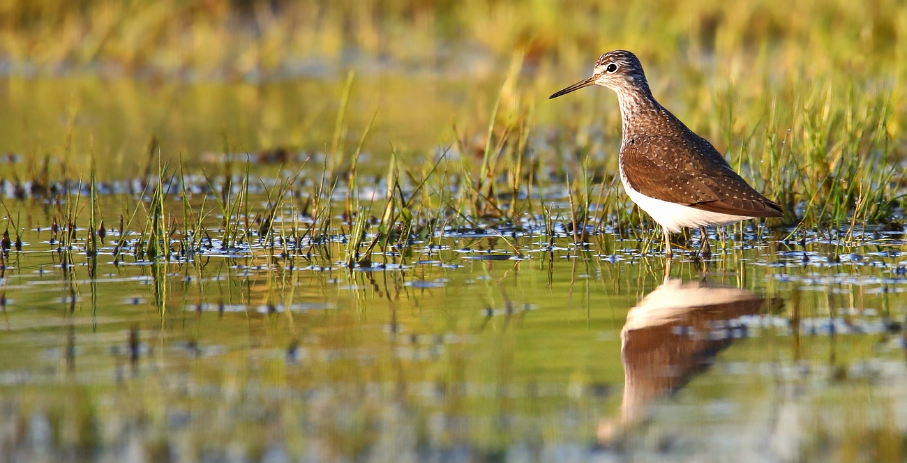 Green Sandpiper