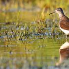 Green Sandpiper