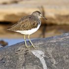 Green Sandpiper