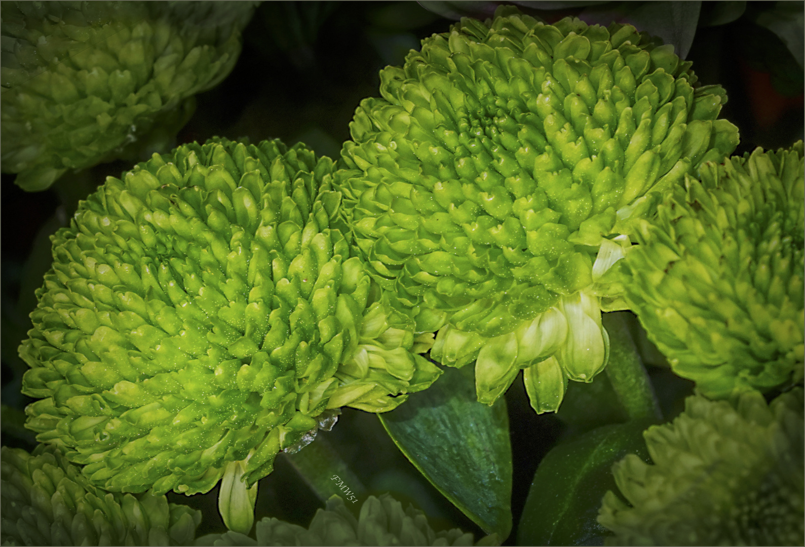 Green Santini Chrysanthemum