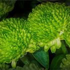 Green Santini Chrysanthemum