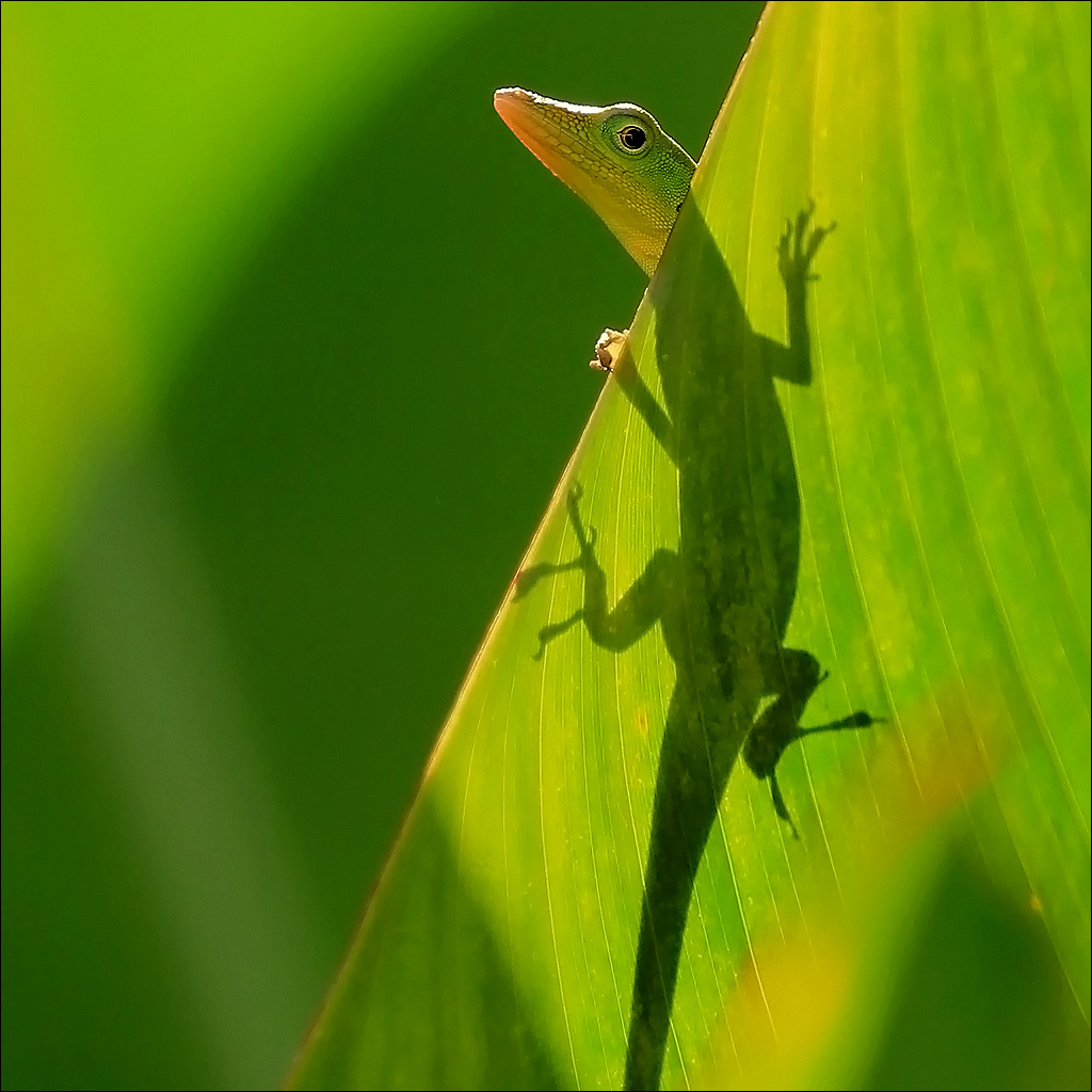 green scene