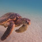 Green Sea Turtle