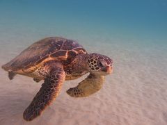 Green Sea Turtle