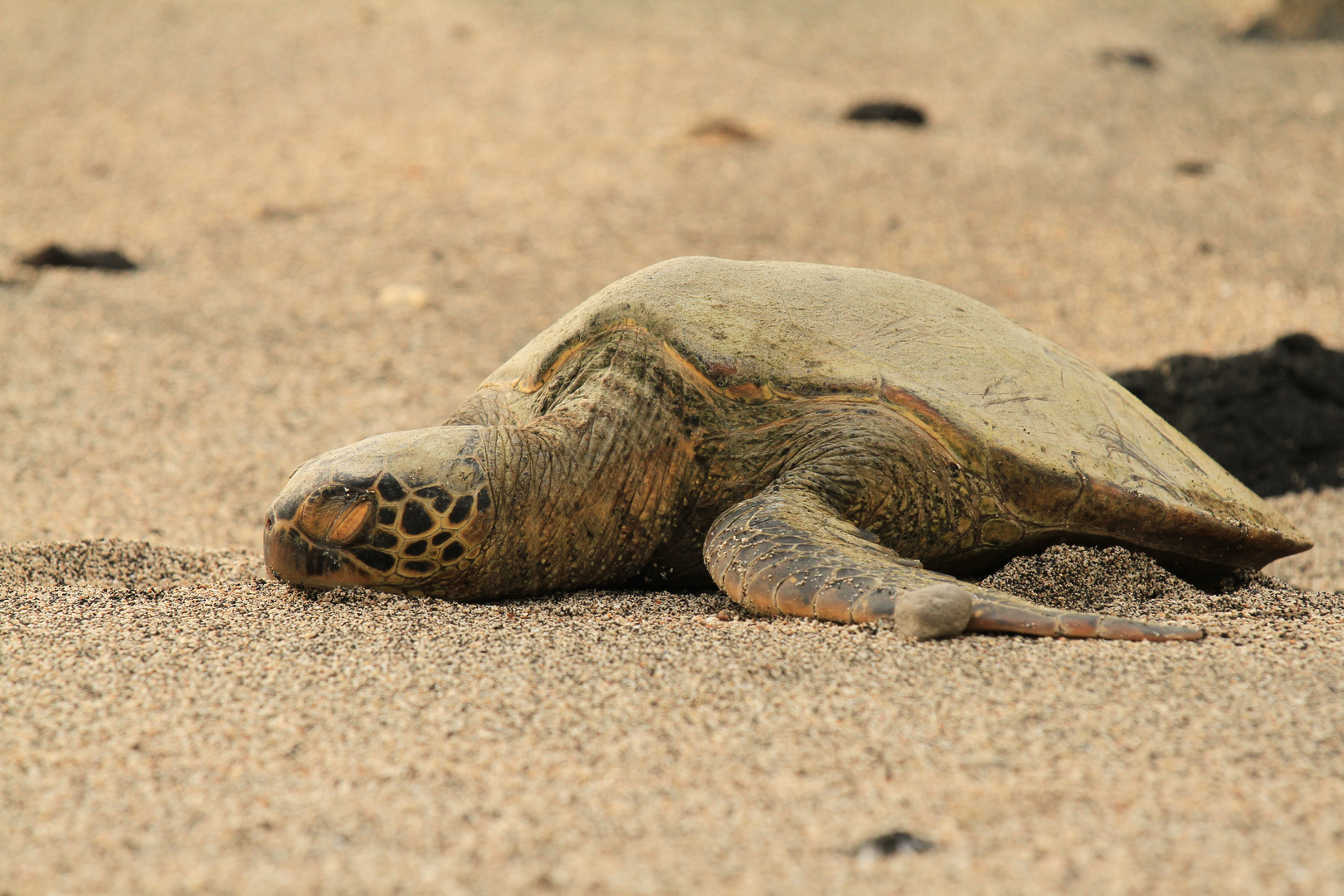 Green sea turtle