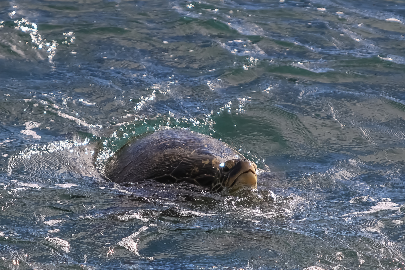 Green Sea Turtle