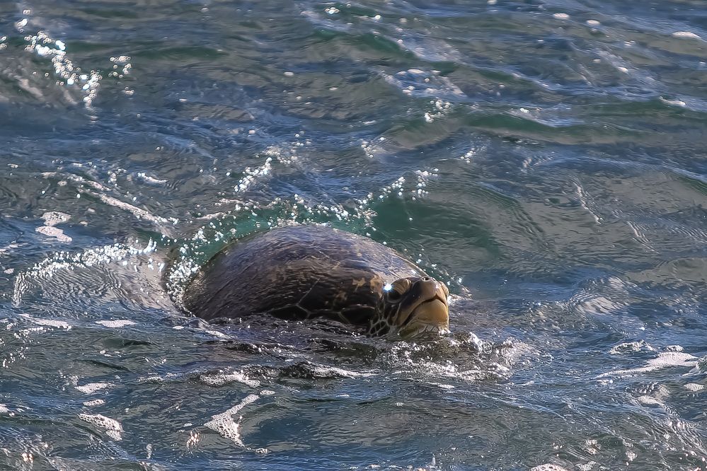 Green Sea Turtle