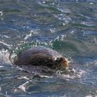 Green Sea Turtle