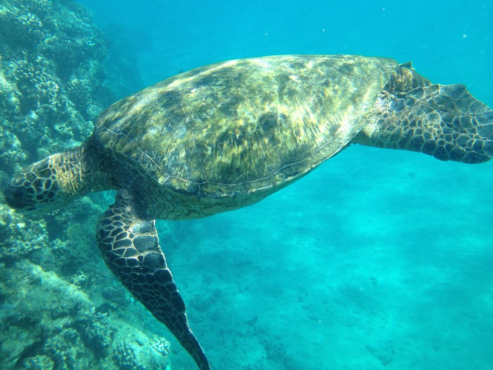 Green Sea Turtle