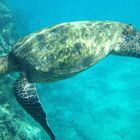 Green Sea Turtle