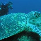 green sea turtle