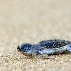 Green Sea Turtle