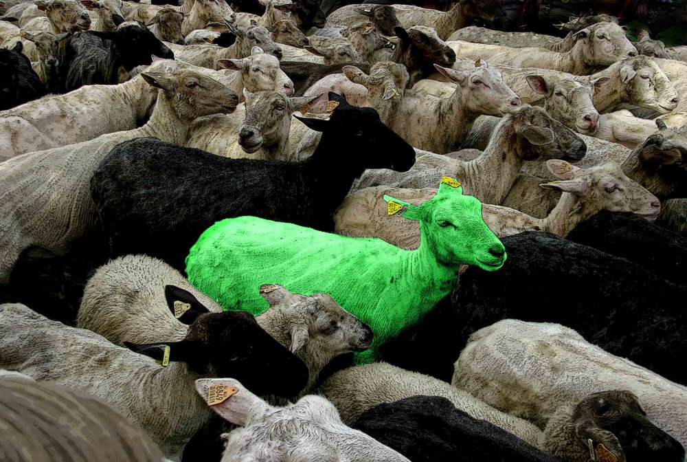 Green Sheep.(Very unusual)