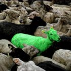 Green Sheep.(Very unusual)