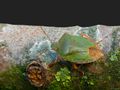 Green Shield Bug von Fons van Swaal