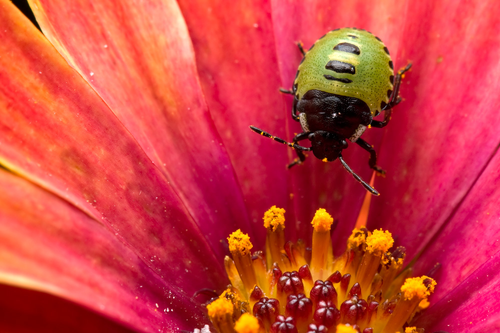 Green shield bug - Palomena prasina