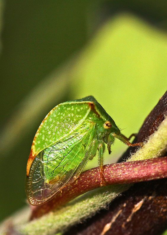 green shorty