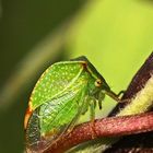 green shorty