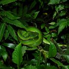 Green Sidestrip Palm Viper