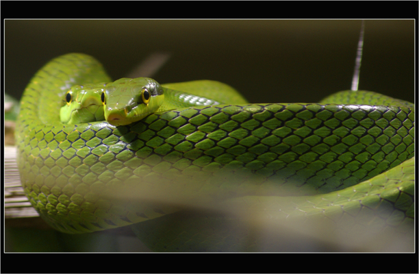 green snake