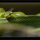 green snake