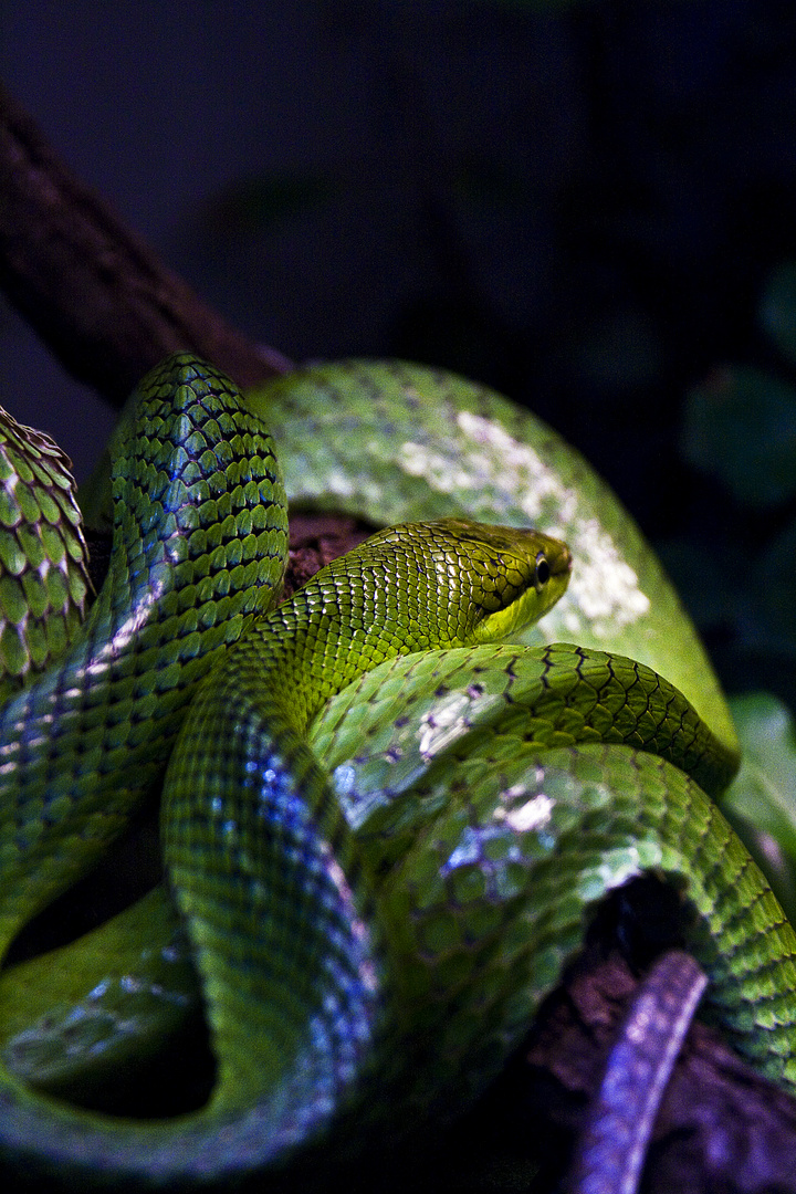 green Snake