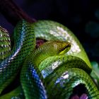 green Snake