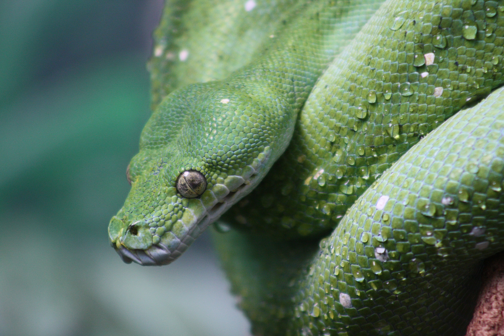 green snake