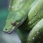 green snake