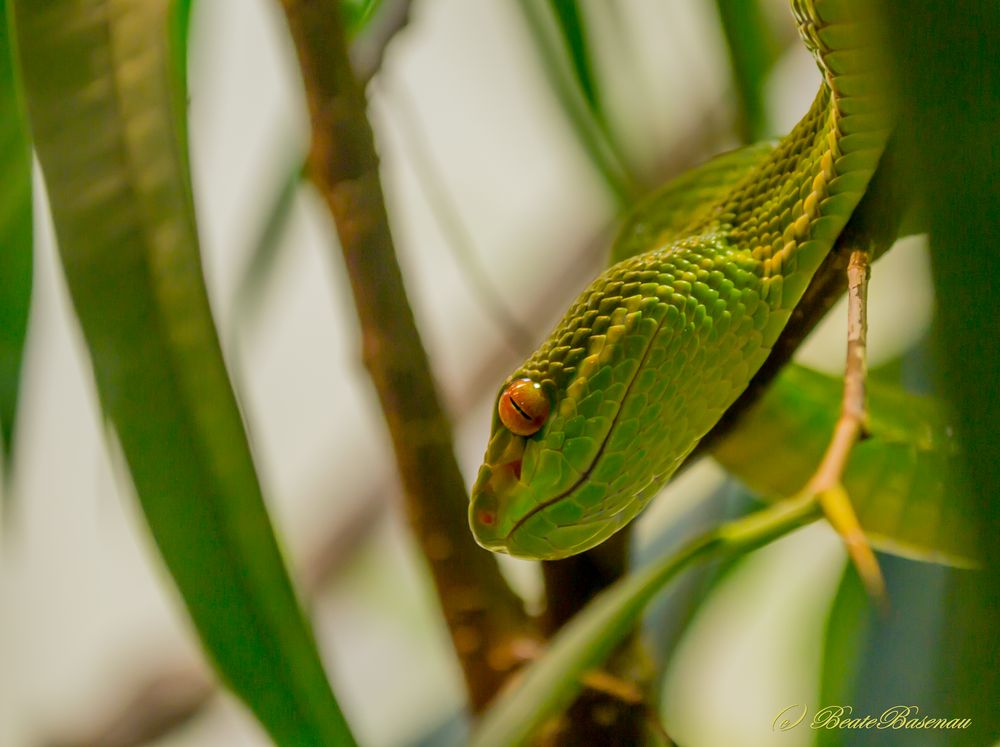 Green snake